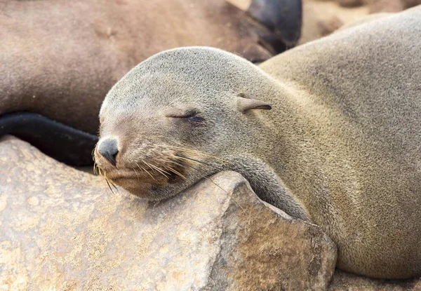 Soth African Fur Seal Arctocephalus Pusillus Eared Seal Otariidae Sleeping —  Fotos de Stock