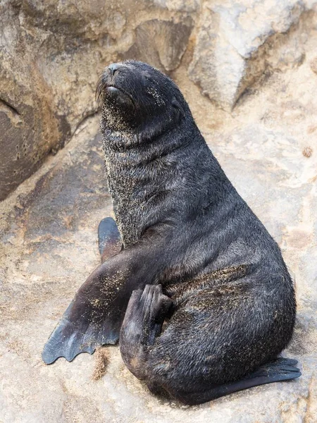 Sydafrikansk Pälssäl Arctocephalus Pusillus Örat Otariidae Kap Cross Namibia Afrika — Stockfoto