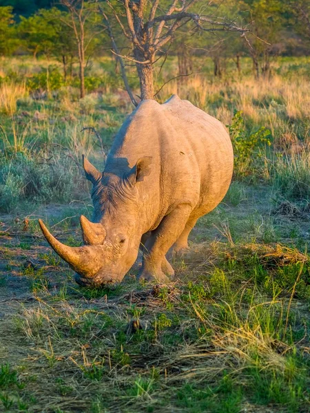 Λευκό Rhinoceros Ceratotherium Simum Βόσκηση Ongaya Game Reserve Outja Ναμίμπια — Φωτογραφία Αρχείου