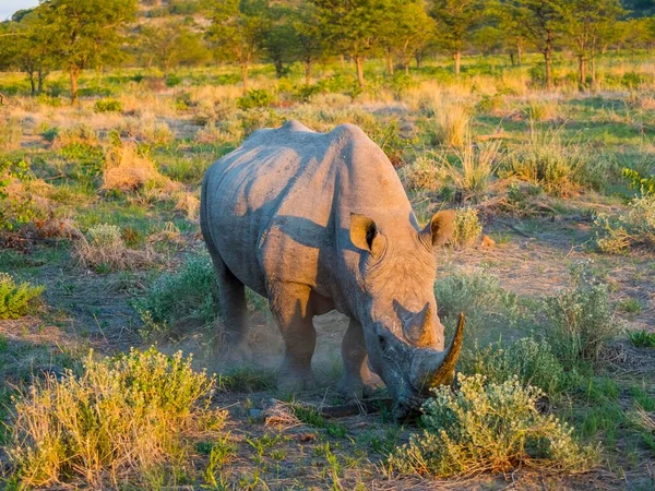 White Rhinoceros Ceratotherium Simum Grazing Ongaya Game Reserve Outja Namibia — Stock Photo, Image