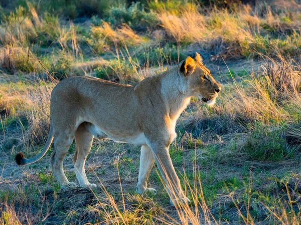 Leoa Panthera Leo Luz Manhã Ongaya Game Reserve Outja Namíbia — Fotografia de Stock