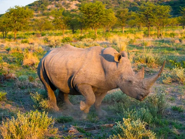 White Rhinoceros Ceratotherium Simum Ongaya Game Reserve Outja Namibia Africa — стокове фото