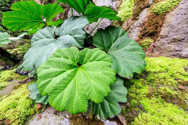 Ruibarbo Gigante Manicate Gunnera Vegetação Tropical Com Guarda Chuva Pobre — Fotografia de Stock