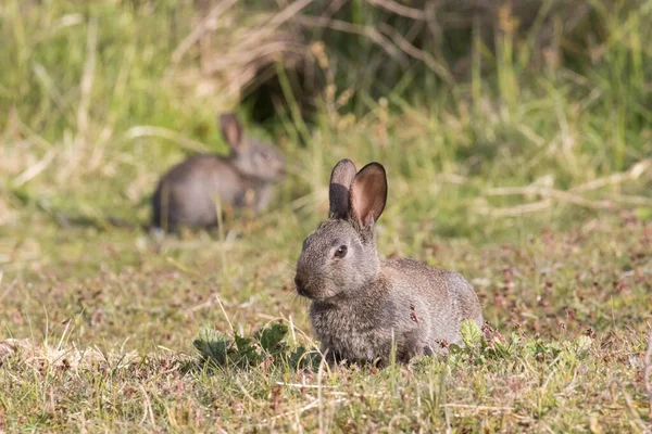 Young European Rabbits Oryctolagus Cuniculus Sitting Grass Hesse Germany Europe — Stock Photo, Image