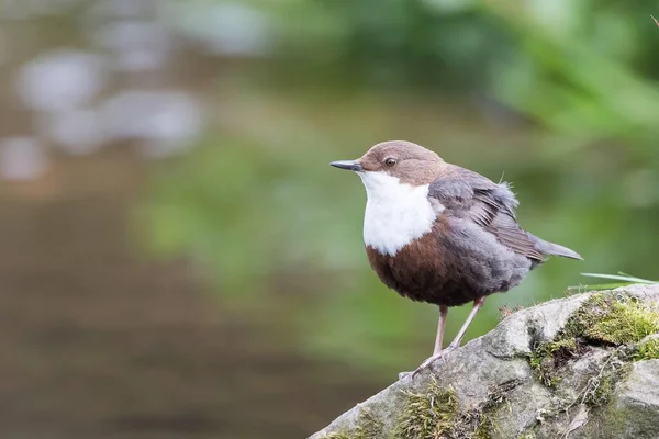 Dipper Cinclus Cinclus Stojący Kamieniu Hesja Niemcy Europa — Zdjęcie stockowe