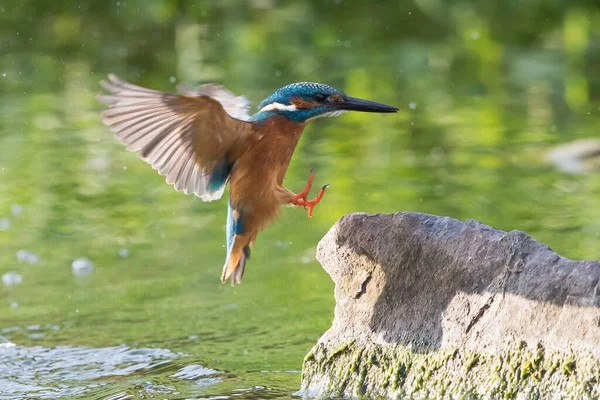 Kingfisher Alcedo Atthis Approccio Atterraggio Una Pietra Assia Germania Europa — Foto Stock