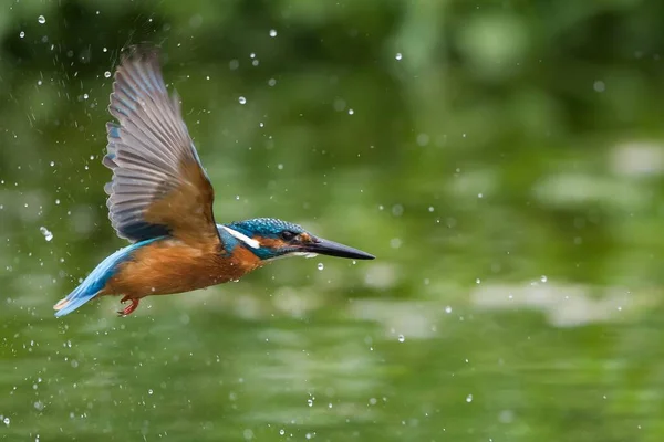 Voando Kingfisher Alcedo Atthis Voando Com Gotas Água Hesse Alemanha — Fotografia de Stock