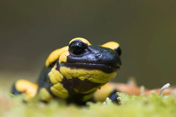 Salamandra Salamandra Salamandra Retrato Hesse Alemanha Europa — Fotografia de Stock