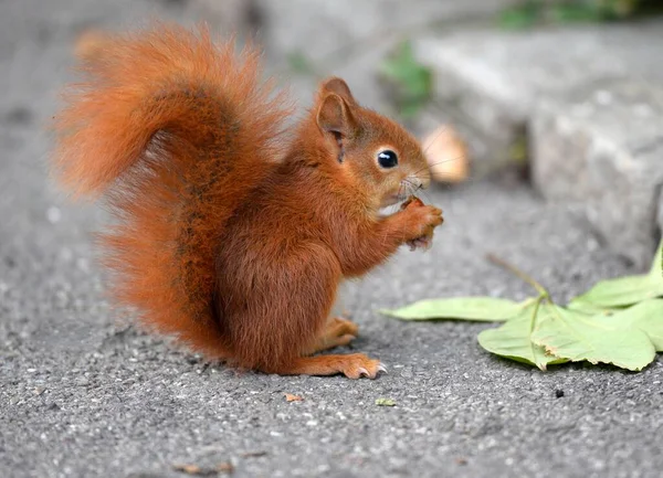 European Squirrel Sciurus Vulgaris Holding Nut Sitting Street Stuttgart Baden — Stock Photo, Image