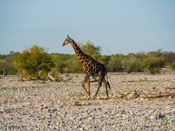 Zürafa Giraffa Camelopardalis Okaukuejo Etosha Ulusal Parkı Bölge Outjo Namibya — Stok fotoğraf