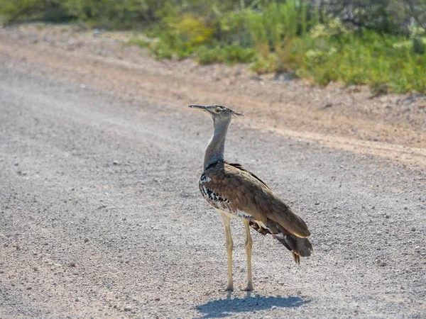 Cori Bustard Ardeotis Kori Gravel Road Okaukuejo Etosha National Park — стокове фото