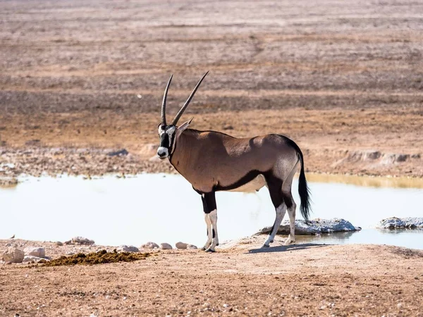 Gemsbok Edelsteen Oryx Gazella Bij Waterput Okaukuejo Etosha National Park — Stockfoto