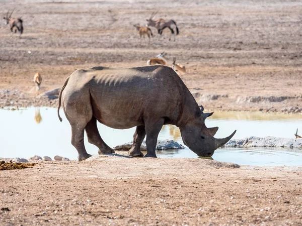 Black Hook Lipped Rhinoceros Diceros Bicornis Drinking Waterhole Okaukuejo Etosha — Stock Photo, Image