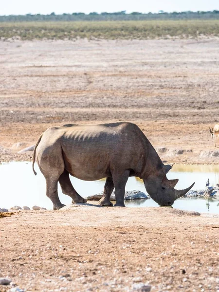Black Hook Lipped Rhinoceros Diceros Bicornis Drinking Waterhole Okaukuejo Etosha — Stock Photo, Image