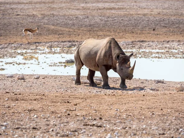 Spitzmaulnashorn Diceros Bicornis Wasserloch Okaukuejo Etosha Nationalpark Namibia Afrika — Stockfoto