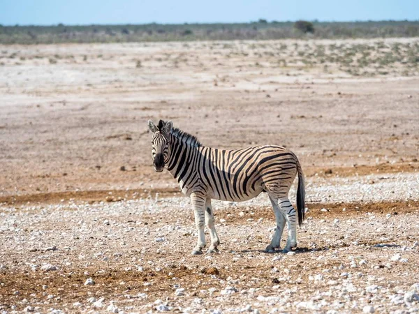 Бурановская Зебра Equus Quagga Burchi Окауфехо Национальный Парк Этоша Нобиа — стоковое фото