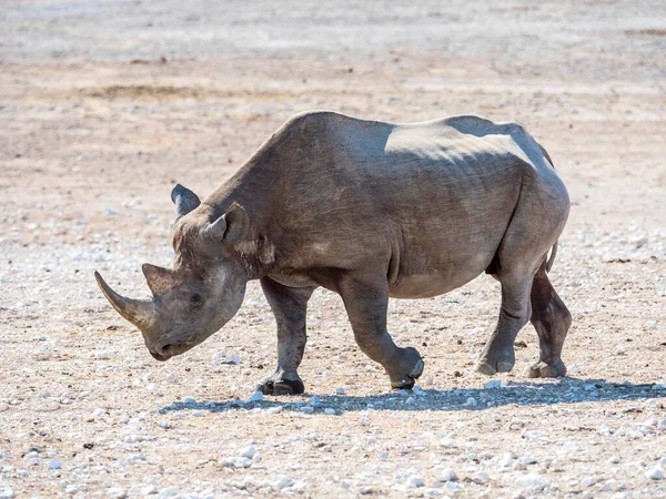 Rhinocéros Lèvres Noires Crochetées Diceros Bicornis Okaukuejo Parc National Etosha — Photo