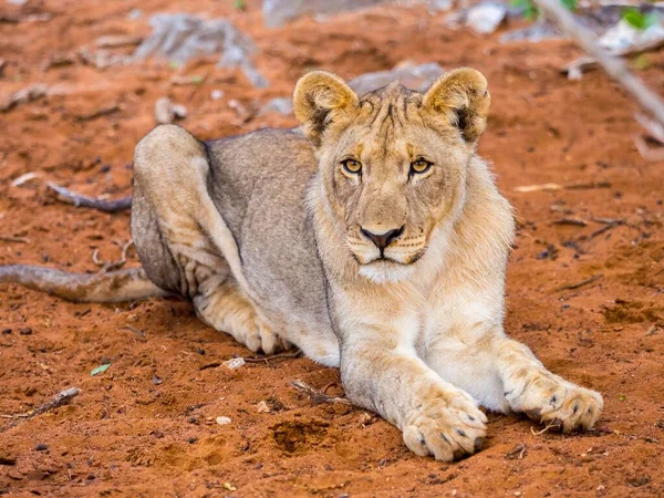 Giovane Leonessa Panthera Leo Sdraiata Sul Suolo Rosso Okaukuejo Parco — Foto Stock