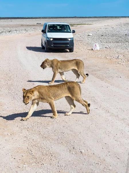 Young Lionesses Panthera Leo Front Tourist Car Okaukuejo Etosha National — Stock Photo, Image