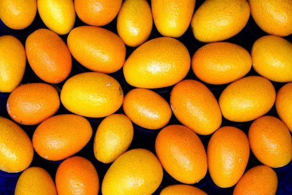 Kumquat Fortunella — Stockfoto
