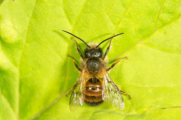 Mason Arısı Osmia Rufohirta Güneşlenme Baden Wrttemberg Almanya Avrupa — Stok fotoğraf