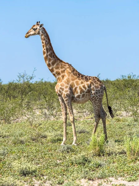 Zsiráf Giraffa Camelopardalis Bokorban Okaukuejo Közelében Etosha Nemzeti Park Namíbia — Stock Fotó
