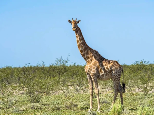 Okaukuejo Etosha Ulusal Parkı Namibya Afrika Yakınlarındaki Çalılıklarda Zürafa Giraffa — Stok fotoğraf