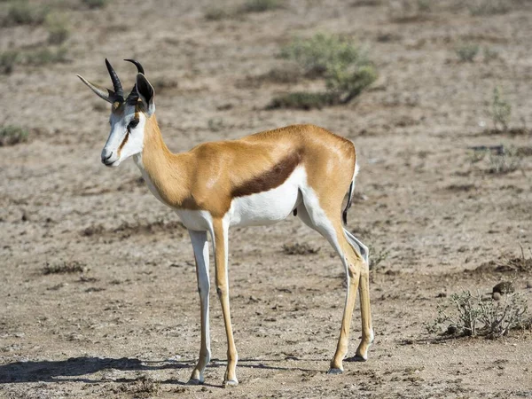 南アフリカ共和国ナミビアのエトーシャ国立公園オカウケジョ Okaukuejo 付近のスプリングボクス Antidorcas Marsuialis — ストック写真