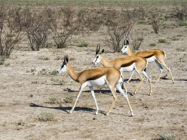 Springboks Antidorcas Marsupialis Perto Okaukuejo Parque Nacional Etosha Namíbia África — Fotografia de Stock