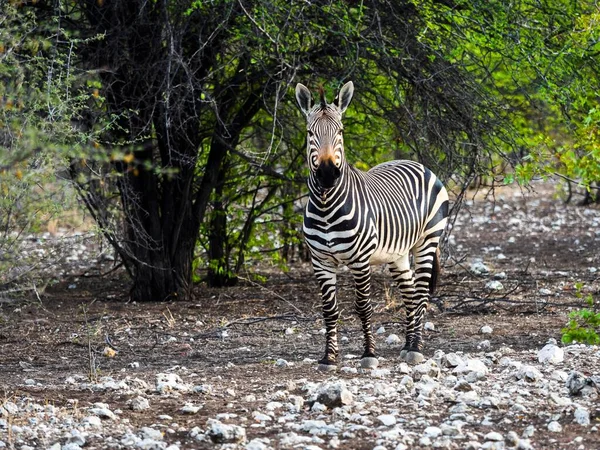 Burchells Zebra Equus Quagga Burchellii Ocaukuejo Etosha National Park Africa — 스톡 사진