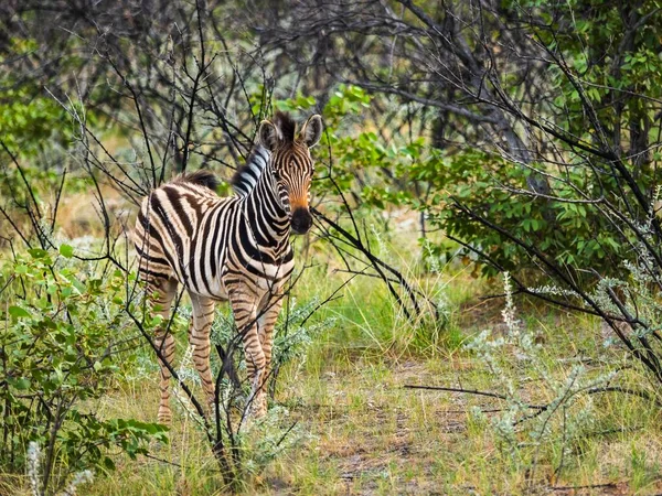 Zebra Burchella Equus Quagga Burchellii Buszu Źrebak Niedaleko Okaukuejo Park — Zdjęcie stockowe