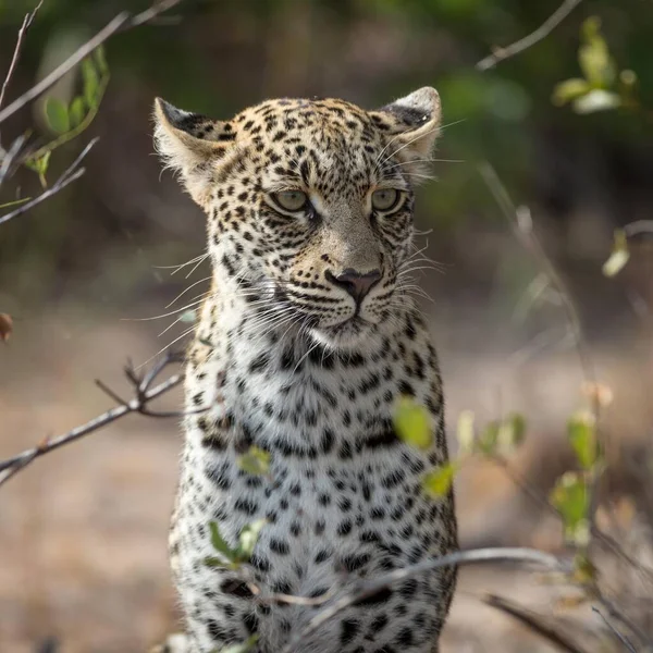 Leopard Panthera Pardus Patrzący Uważnie Portret Timbavati Game Reserve Republika — Zdjęcie stockowe