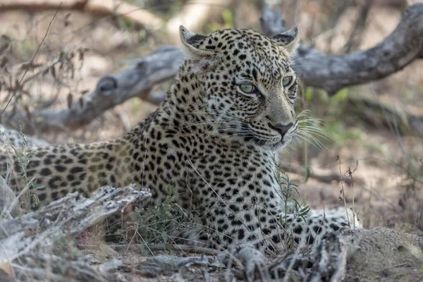 Pihenő Leopárd Panthera Pardus Portré Timbavati Game Reserve Dél Afrika — Stock Fotó