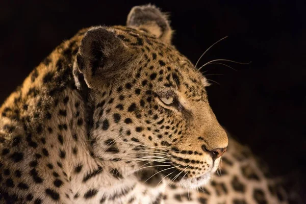 Leopardo Panthera Pardus Por Noche Retrato Reserva Caza Timbavati Sudáfrica — Foto de Stock