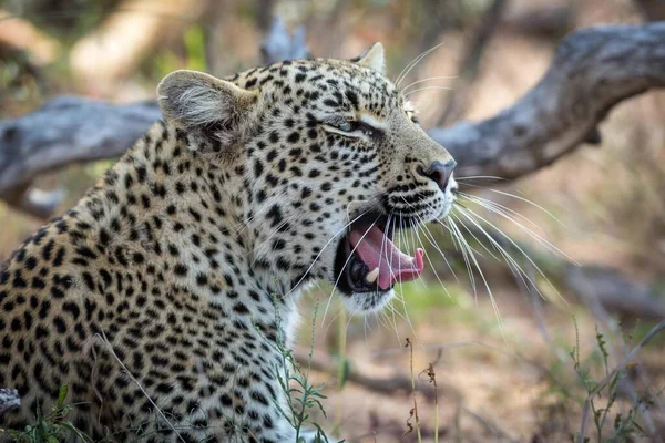 Yawning Leopard Panthera Pardus Retrato Timbavati Game Reserve África Sul — Fotografia de Stock