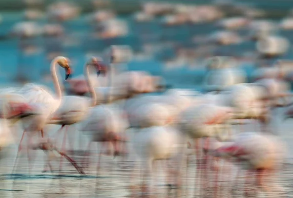 Greater Flamingo Phoenicopterus Roseus Laguna Fuente Piedra Mlaga Province Andalusia — 图库照片