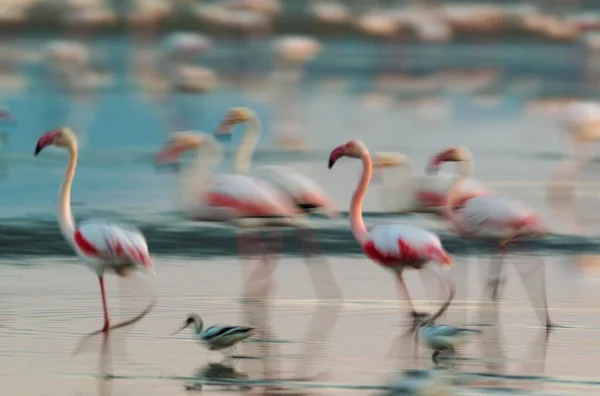 Großer Flamingo Phoenicopterus Roseus Zusammen Mit Säbelschnäbler Recurvicostra Avosetta Laguna — Stockfoto