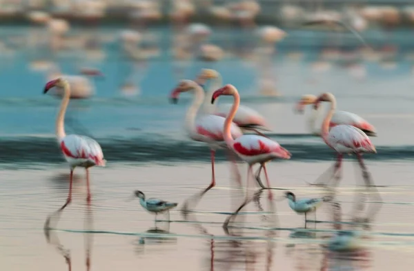 Großer Flamingo Phoenicopterus Roseus Zusammen Mit Säbelschnäbler Recurvicostra Avosetta Laguna — Stockfoto