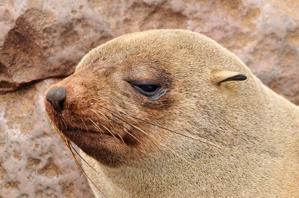 Cape Fur Seal Arctocephalus Pusillus Potret Cape Cross Namibia Afrika — Stok Foto