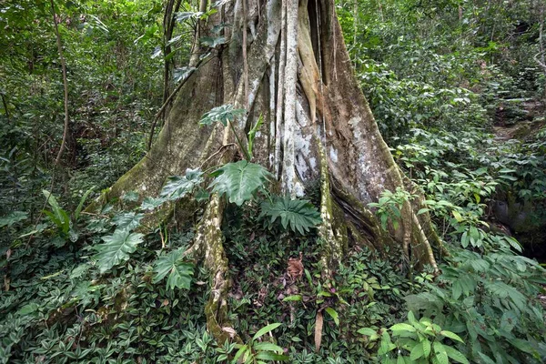 Árvore Com Raízes Contrafortes Sierra Maestra Província Santigo Cuba Cuba — Fotografia de Stock