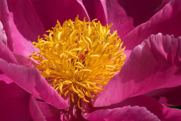 Загальні Або Садові Пайони Paeonia Officinalis Closeup Stamen Baden Wrttemberg — стокове фото