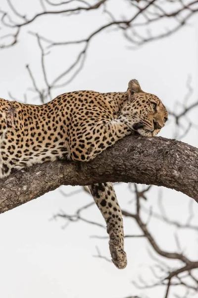 Resting Leopard Panthera Pardus Tree Manyeleti Game Reserve South Africa — 스톡 사진