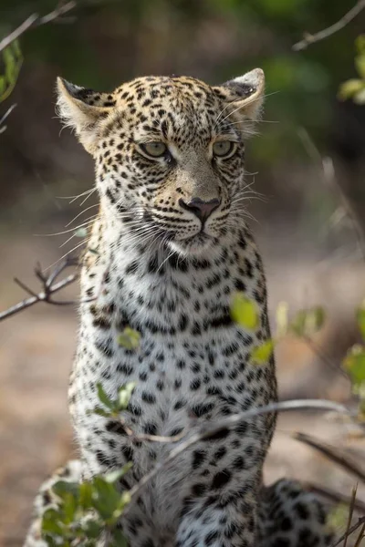 Sitting Leopard Panthera Pardus Keeping Watch Portrait Timbavati Game Reserve — Foto de Stock