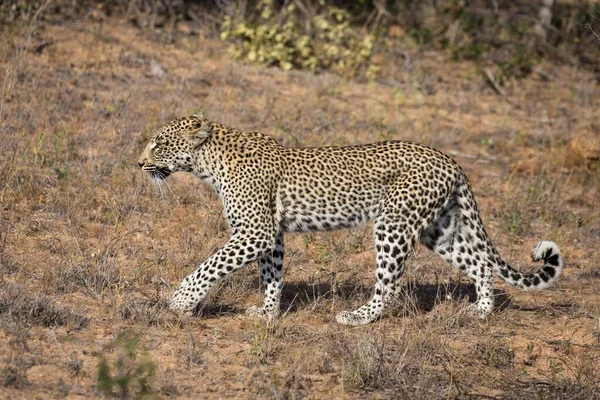 Walking Leopard Panthera Pardus Timbavati Game Reserve Dél Afrika Afrika — Stock Fotó