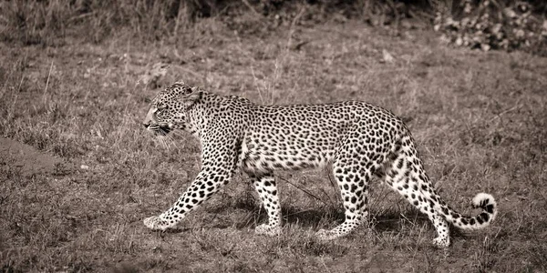 Ходячая Птица Panthera Pardus Заповедник Тимбавати Южная Африка Африка — стоковое фото