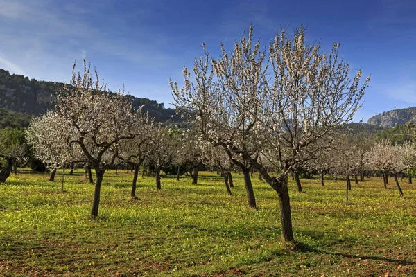 Blossoming Almond Trees Plantation Alaro Majorca Balearic Islands Spain Europe — 스톡 사진