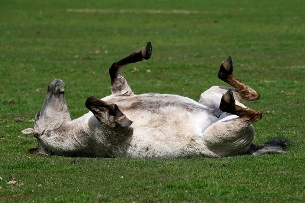 Dlmen Pony Horse Wallowing Meadow Merfelder Bruch Dlmen Mnsterland North — 스톡 사진