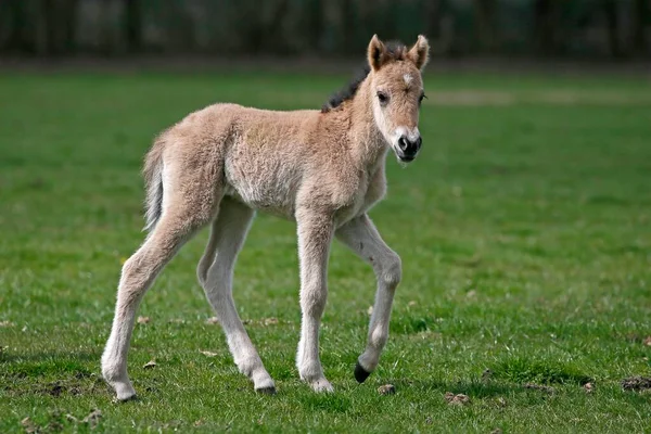 Dlmen Pony Hříbě Dulmen Severní Porýní Vestfálsko Německo Evropa — Stock fotografie