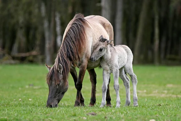 Dlmen Pony Mother Foal Dulmen North Rhine Westphalia Germany Europe — стокове фото