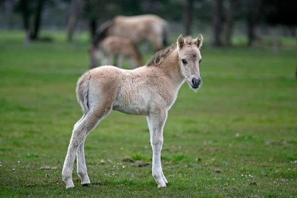 Dlmen Pony Fohlen Dulmen Nordrheinwestfalen Deutschland Europa — Stockfoto